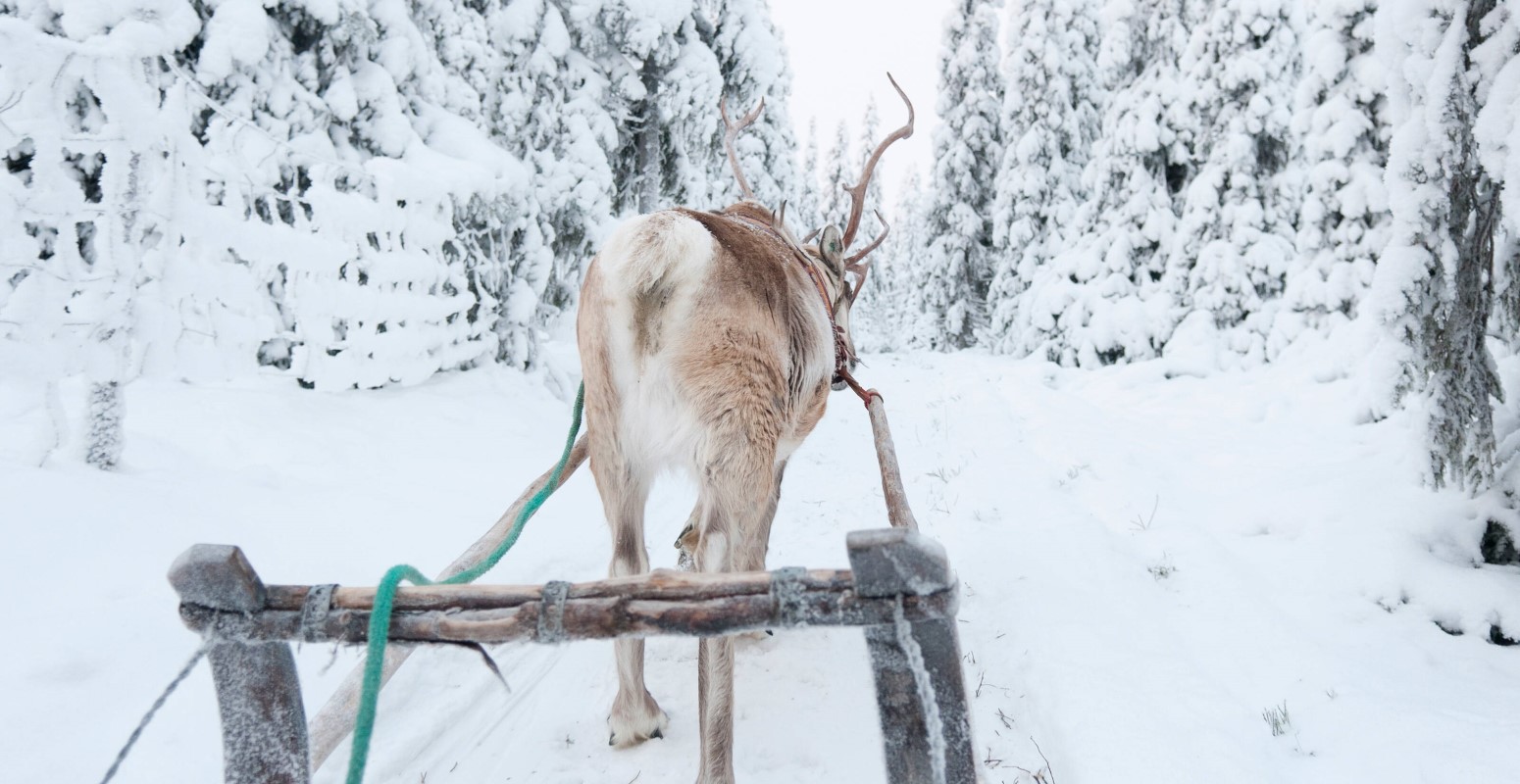 salla papa noel laponia